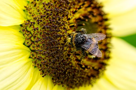 Bee in pollen sitting on sunflower macro