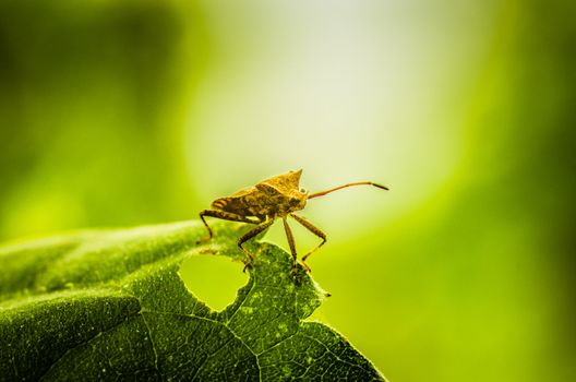 Green bug on green leaf macro