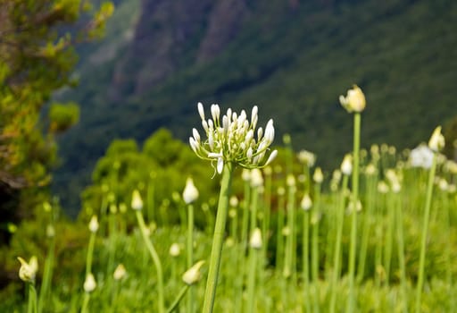 some Agapanthus, from the island of Madeira