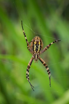 Wasp spider - Argiope bruennichi