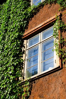 Window with green ivy.
