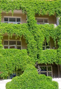 Windows covered with ivy