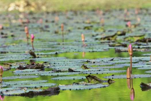 Lotus pond in nature