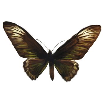 Digital Painting of a Butterfly