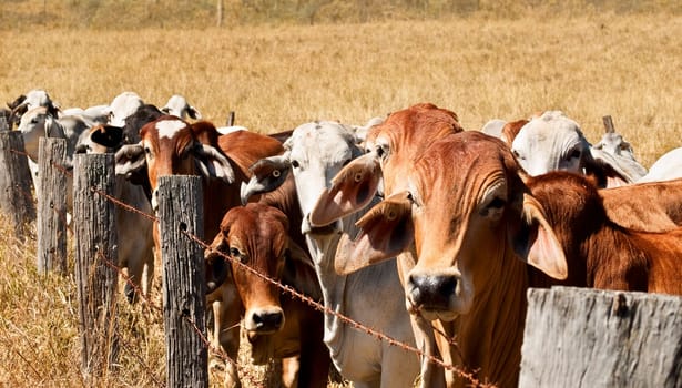 Line of brown and gray cows lined up along an old barb wire fence on beef cattle ranch