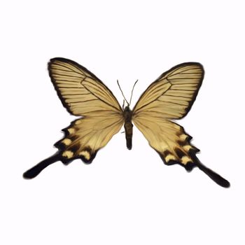 Digital Painting of a Butterfly