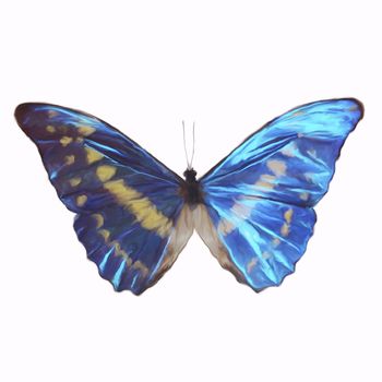 Digital Painting of a Butterfly