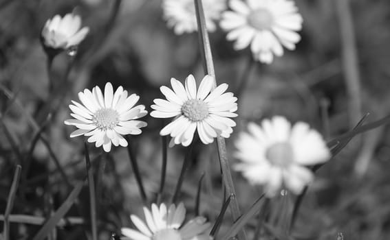 White flower in black and white