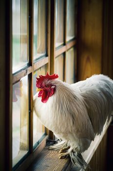 White rooster looking at window
