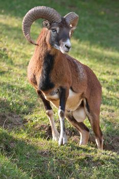 Mouflon ram (Ovis aries)