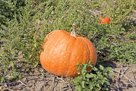 big orange pumpkin on a rural field
