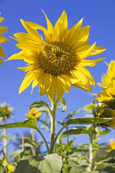 yellow sunflower blossom on a blue sky
