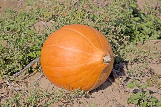 big orange pumpkin on a rural field