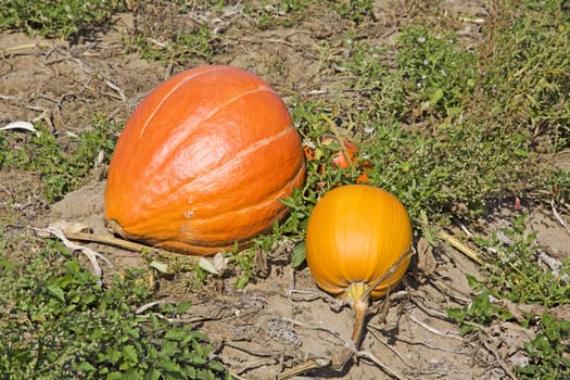 big orange pumpkins on a rural field