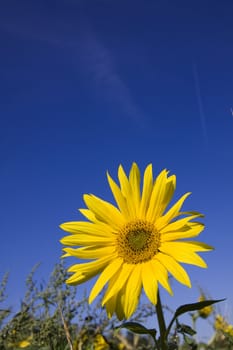 yellow sunflower blossom on a field with blue sky