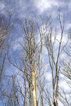 trees without leaves on blue sky