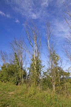 trees without leaves on blue sky