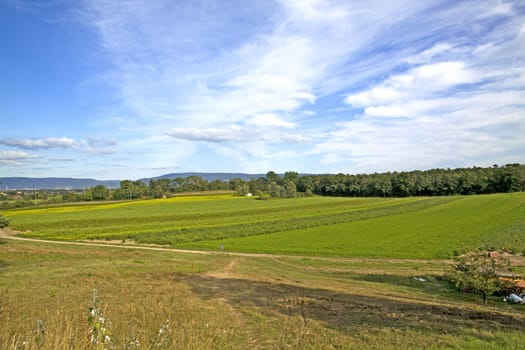 green farmland with blue cloudy sky