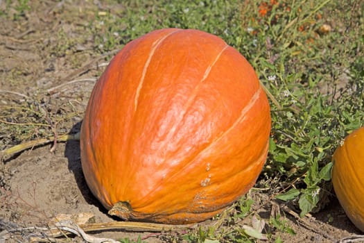 big orange pumpkin on a rural field