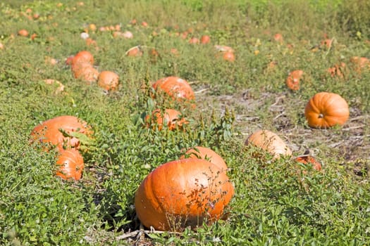 orange pumpkins on a rural field