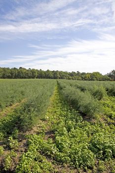 green asparagus field on a cloudy day