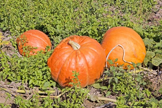 big orange pumpkins on a rural field