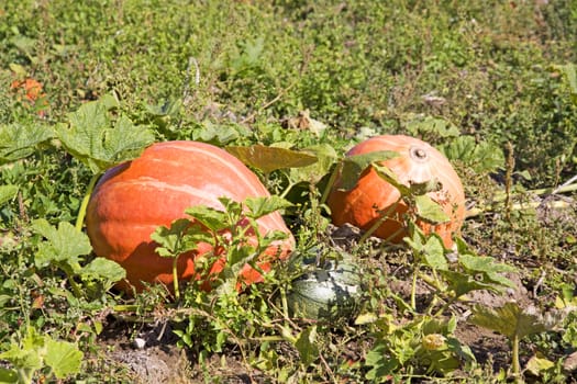 two orange pumpkins and one green cucurbit on a field