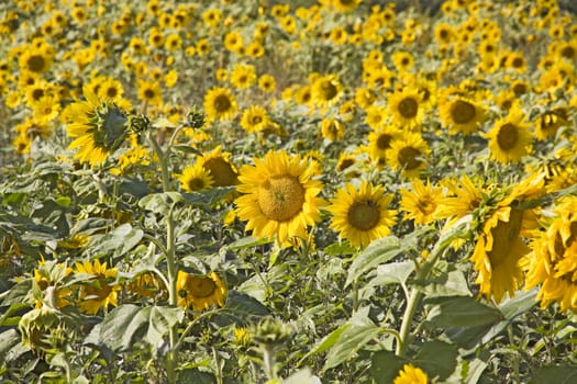 yellow sunflower field with lots of blossoms