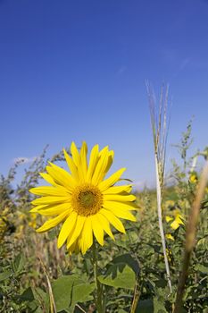 yellow sunflower blossom on a field with blue sky