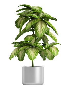 Fresh branchy home plant in a pot isolated on white background