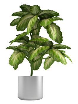 Fresh branchy home plant in a pot isolated on white background