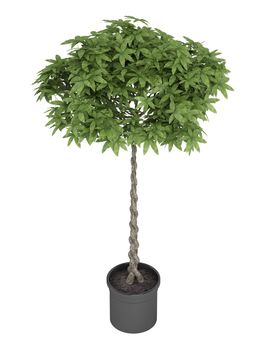 Pachira, otherwise known as the money tree, with a braided stem growing in a container for symbolic good luck in the house or business isolated on white