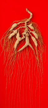 ginseng. Dried Ginseng On Background