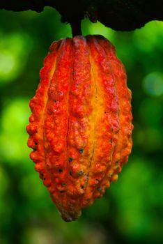 Cocoa fruit in the tree. Cocoa pods in the tree,