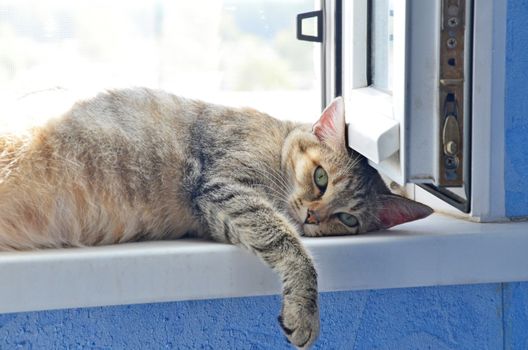Cat lying on a window sill 