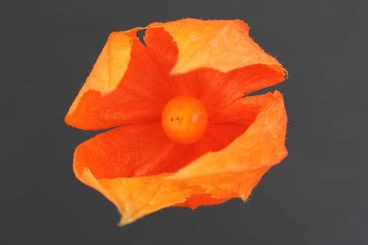 Physalis peruviana Cape Gooseberry