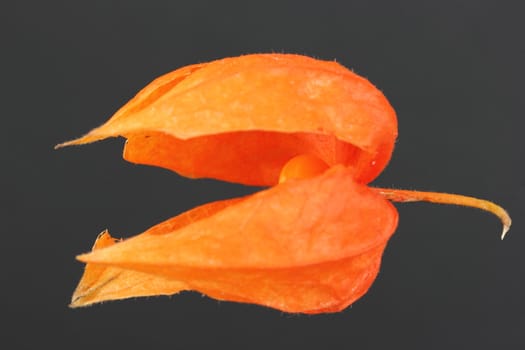 Physalis peruviana Cape Gooseberry
