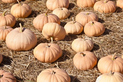 Having fun on pumpkin patch on sunny Saturday morning.