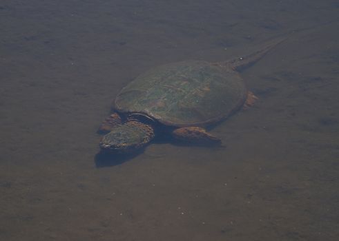 snapping turtle swimming underwater