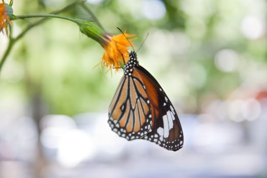 butterfly on flower