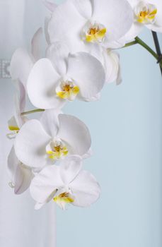 Wonderful white orchids over lite blue background