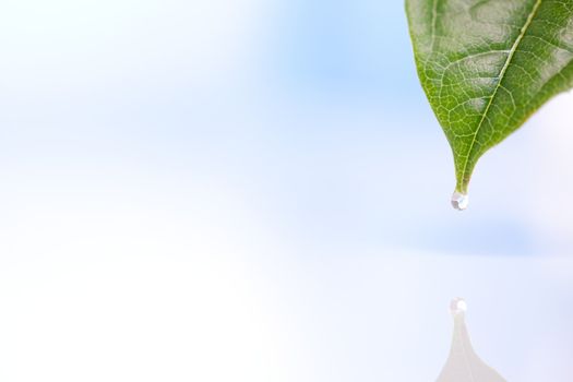 Leaf on the sky with water on the air 