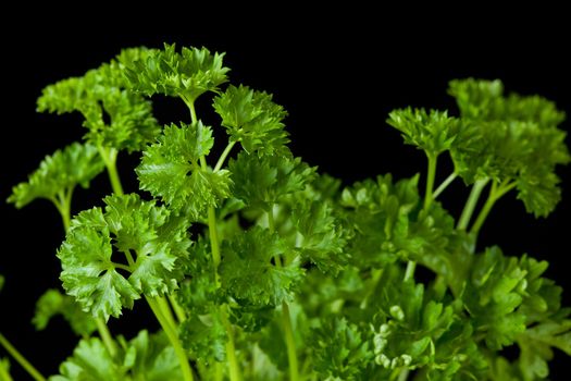 Bunch of parsley against a black background