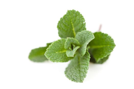 Close up of mint against a white background