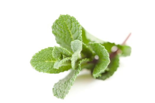 Close up of blurred mint against a white background