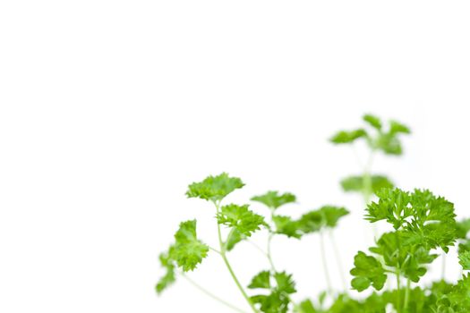 Many chervil springs against a white background