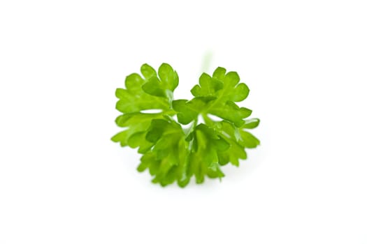 Chervil sprig against a white background