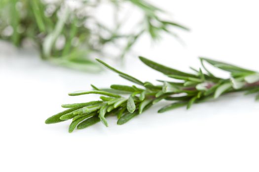 Close up of rosemary branch against a white background
