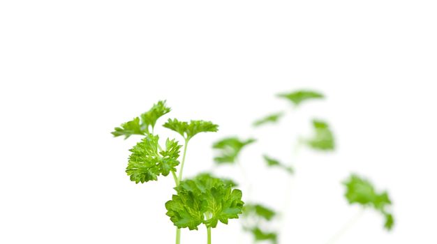 Blurred chervil springs against a white background