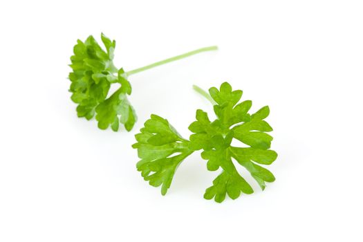 Two chervil sprigs against a white background